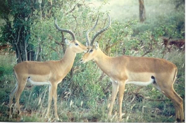 impala