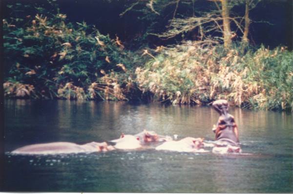 hippos