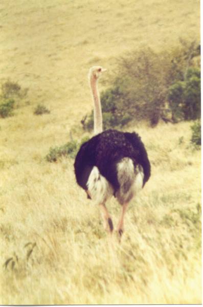 ostrich