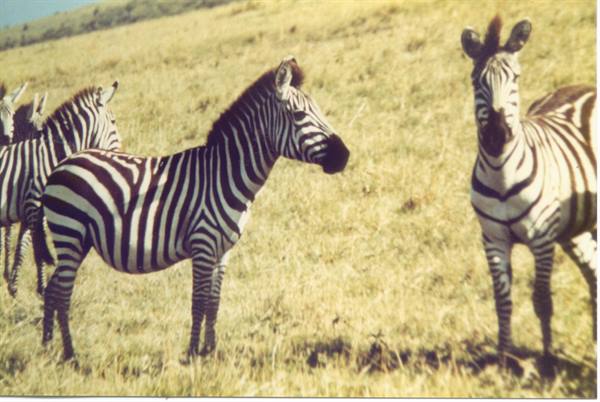 zebras