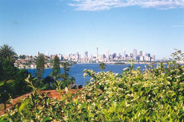 Sydney skyline across the harbour, blue sky, flowering bushes in foreground