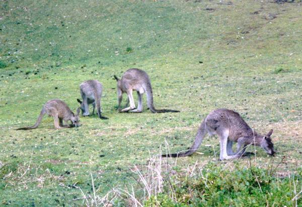 Four grey kangaroos grazing on green grass