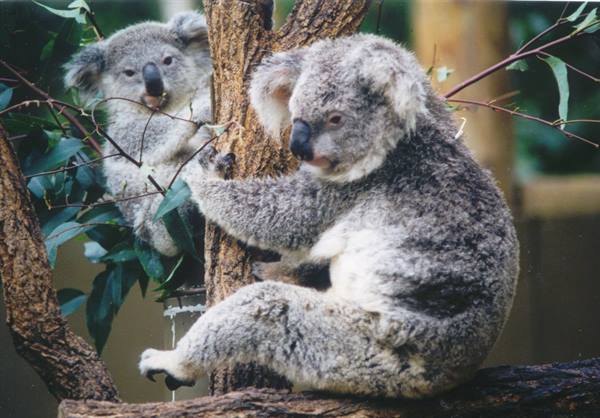 Two koalas perched on a eucalyptus trunk among green leaves