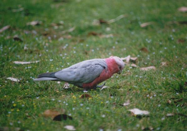 A pink and grey galah forages on the green grass