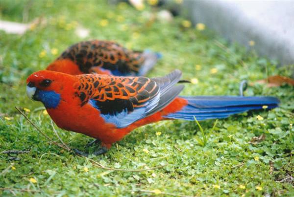 Crimson rosellas with red chest and blue tail on green grass