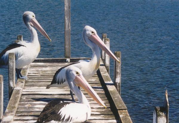 Three pelicans on a weathered wooden jetty, rippling blue water around
