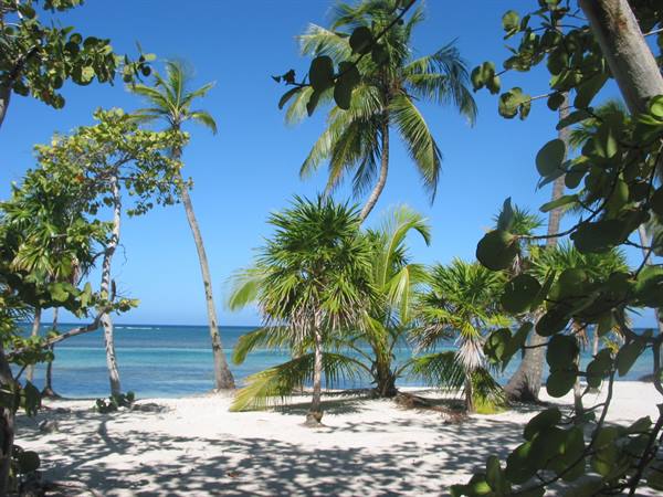 Leaning palms over white sand, turquoise sea and blue sky