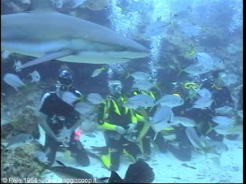 Divers in yellow wetsuits among a shark and fish in aquarium