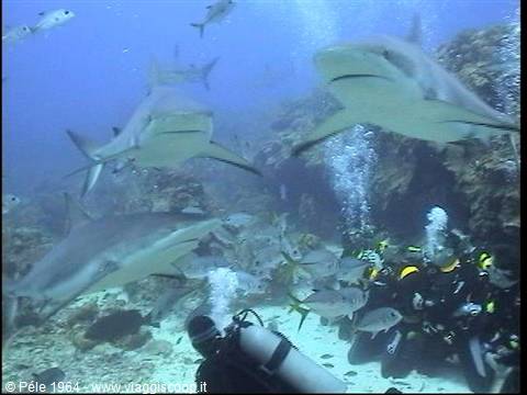 Gray sharks swim near divers among bubbles and fish