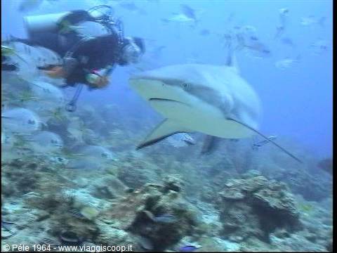 Diver with camera beside a shark among fish and coral reef