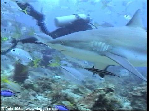 Diver with tank beside a shark among reef fish