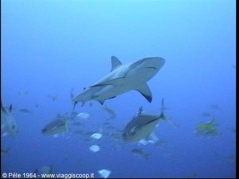 Grey shark swims among jack fish in deep blue water