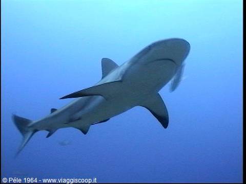 Grey shark gliding through the blue light of open water