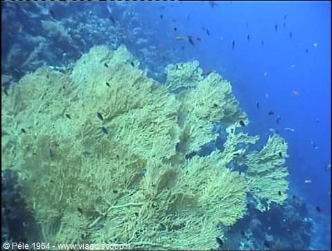Yellow sea fans on the reef, small fish swim in blue water