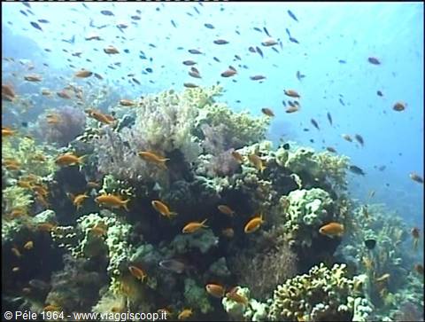 Orange fish swim among colorful corals on the underwater reef