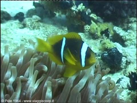 Yellow clownfish swimming among anemone tentacles on coral reef