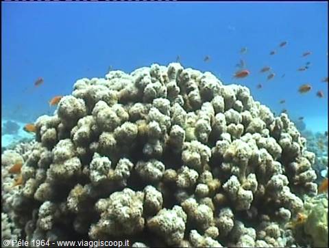 Massive coral underwater in blue water, small orange fish swimming around