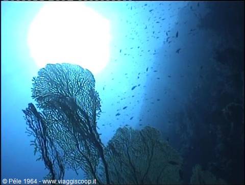 Sea fans under sunlight filtering through the water, small fish near the wall
