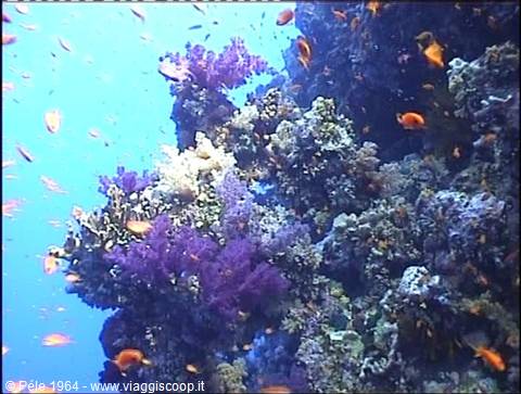 Purple corals and orange anthias fish along a deep underwater reef wall