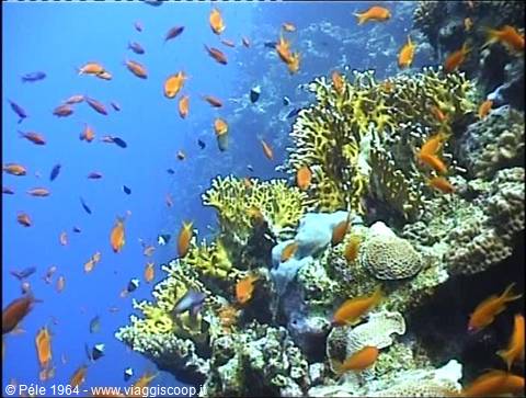 Orange fish swim among yellow corals in deep blue water