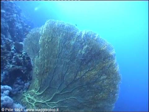 Large sea fan gorgonian on underwater reef, deep blue light