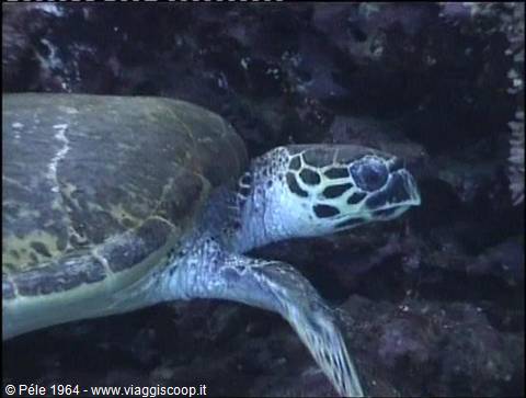 Sea turtle swims near dark rocks, light filtering through the water