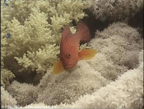 Red coral grouper swims among white corals, natural underwater light
