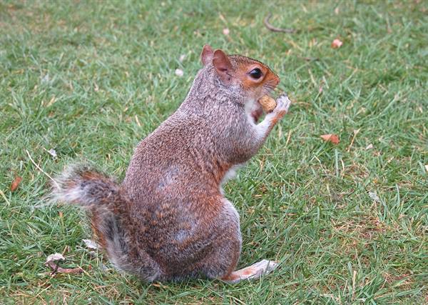 squirrels in Hyde Park