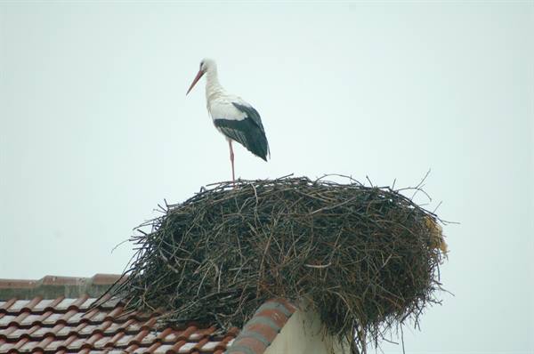 stork near Madrid