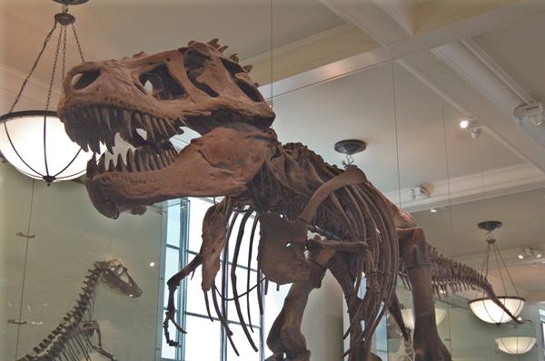 Tyrannosaurus rex skeleton displayed in a natural history museum hall