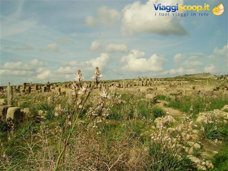 Wildflowers among the Roman ruins of Volubilis, columns and stones under clouds