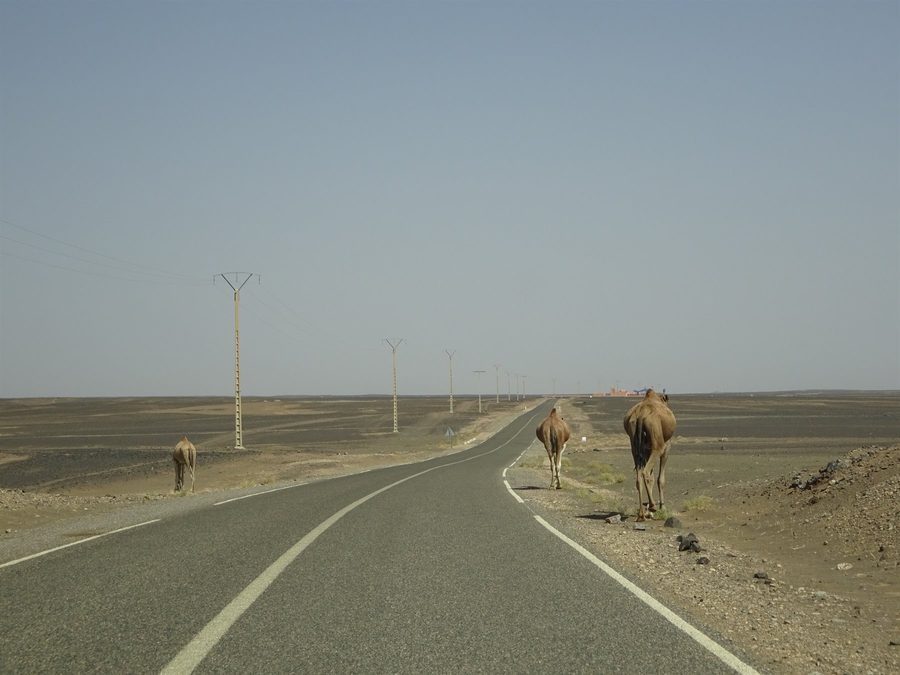 Camels beside the asphalt road toward Errachidia, stony desert and harsh light